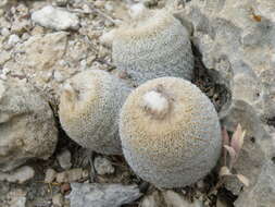 Image of Button Cactus