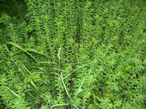 Image of Upright Spurge