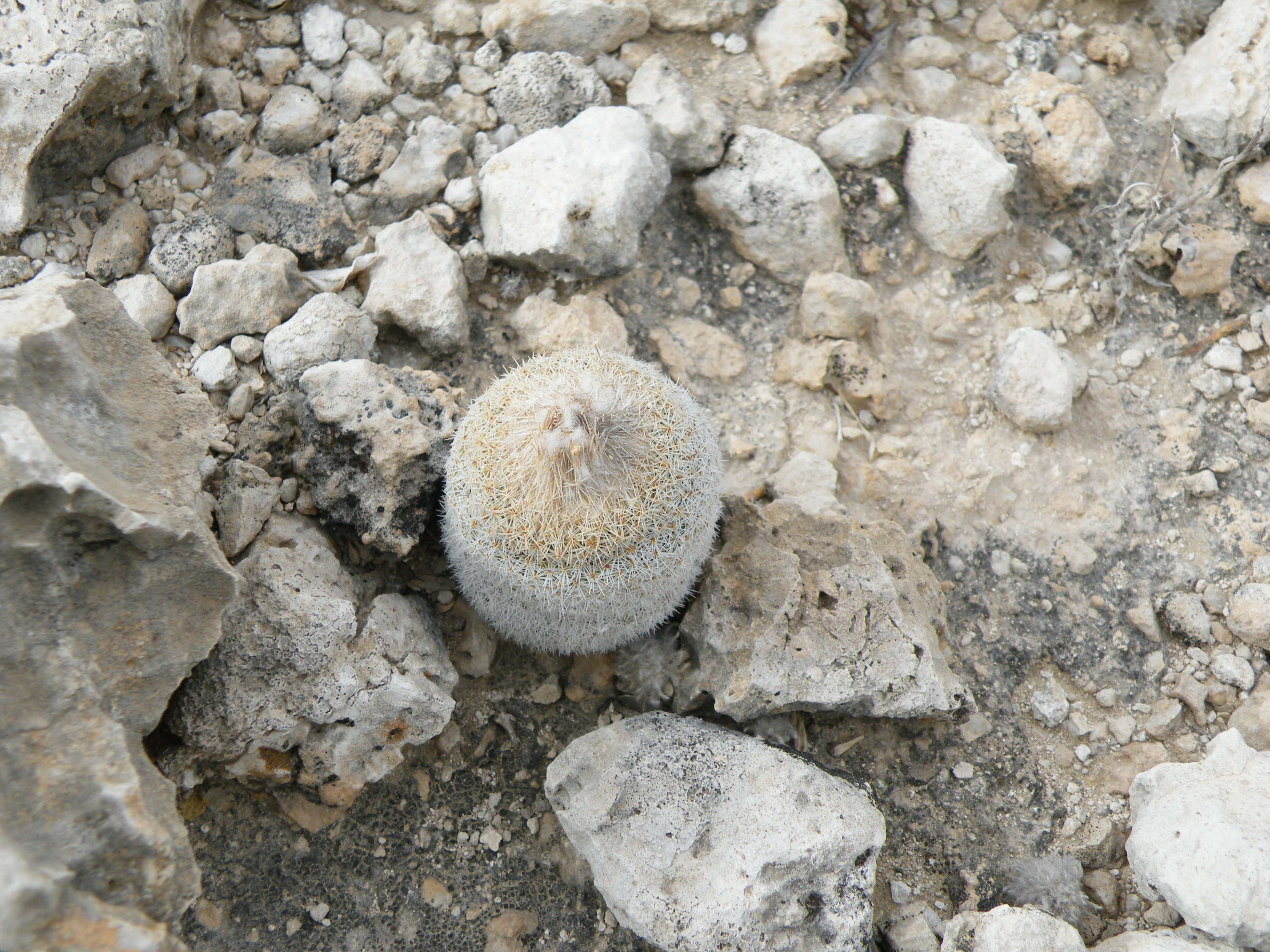 Image of Button Cactus