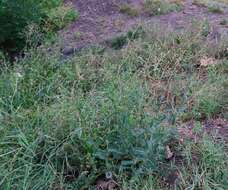 Image of prickly lettuce