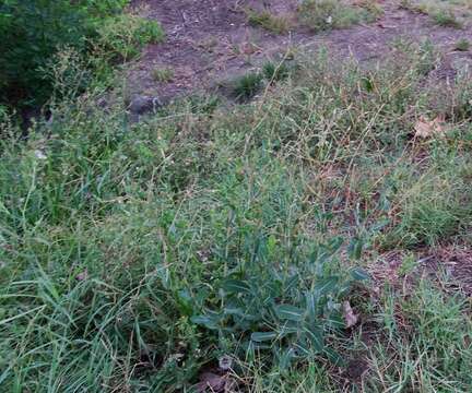 Image of prickly lettuce