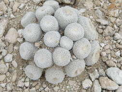 Image of Button Cactus
