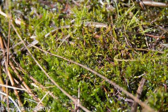 Image of calliergonella moss