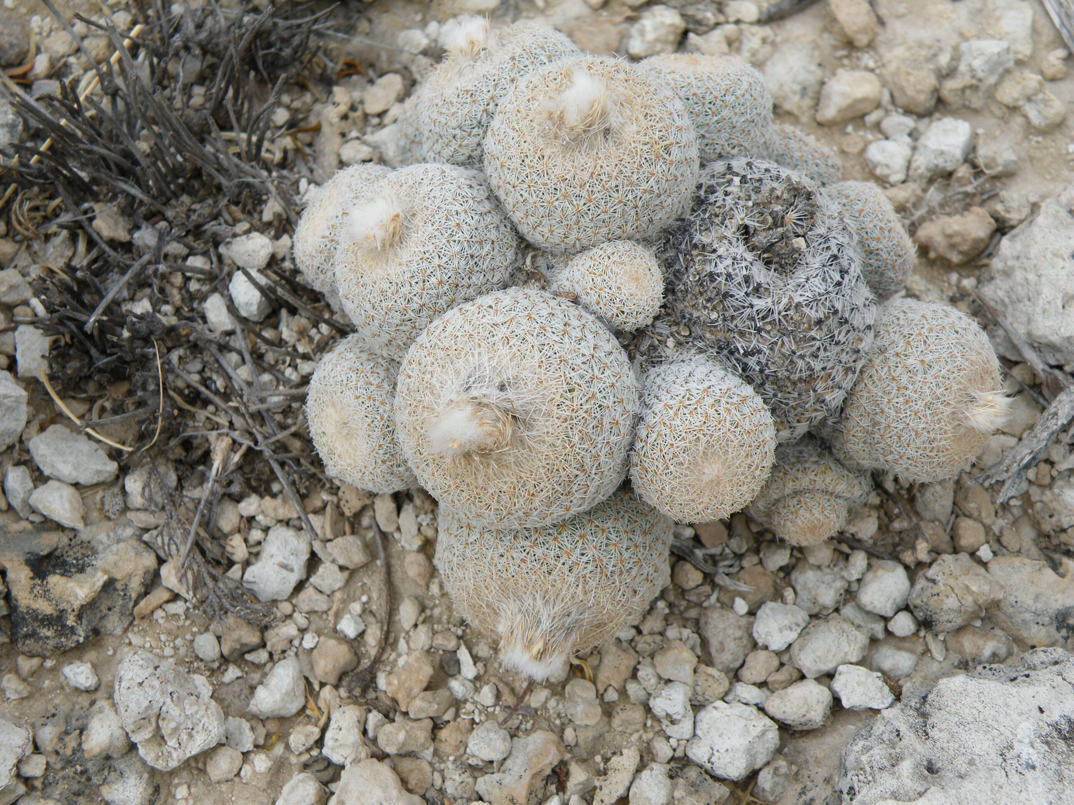 Image of Button Cactus