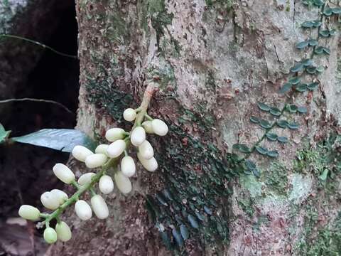 Image of Dysoxylum parasiticum (Osbeck) Kosterm.