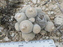 Image of Button Cactus