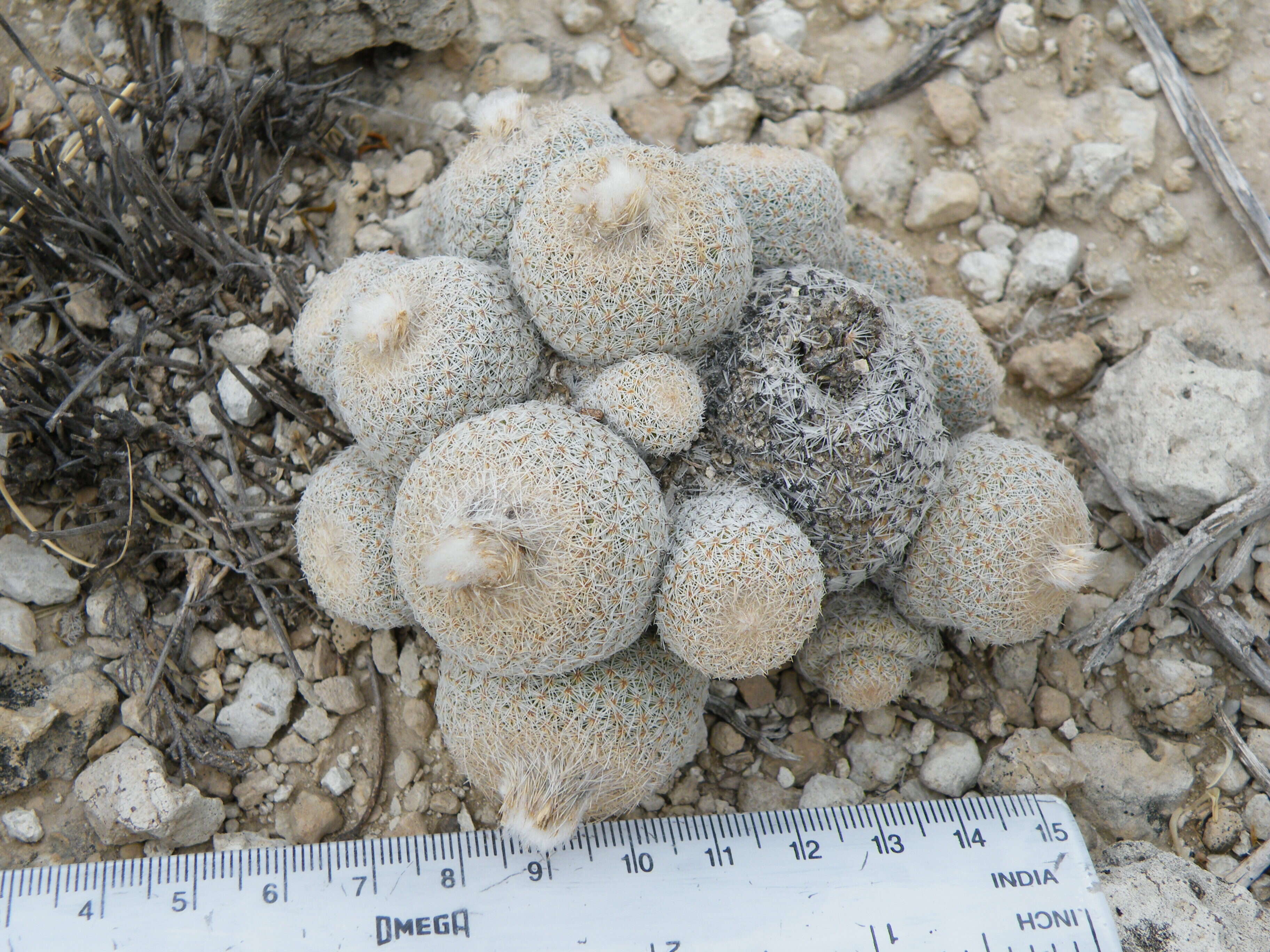 Image of Button Cactus