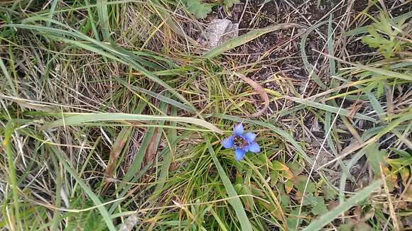 Image of crested gentian