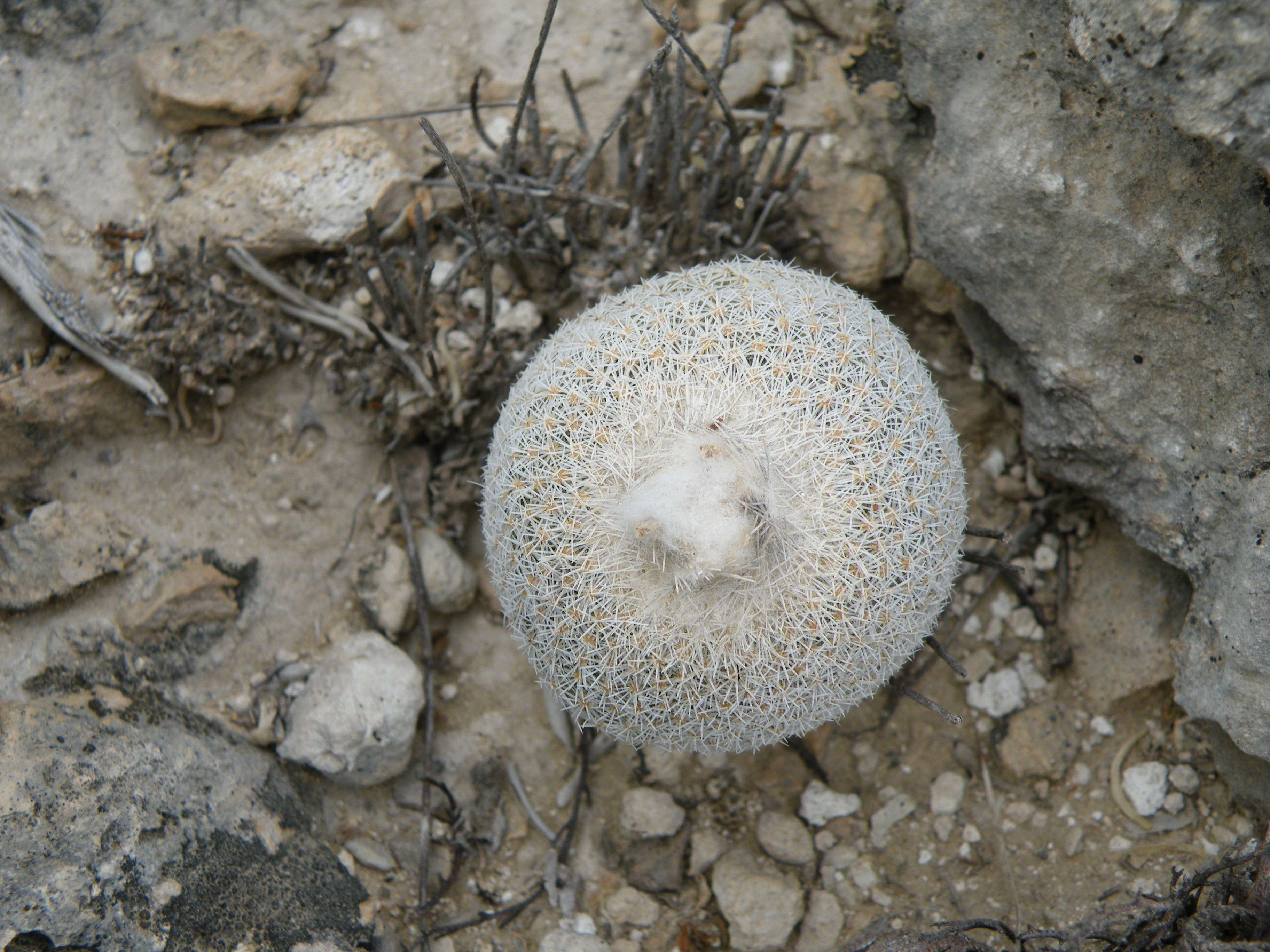 Image of Button Cactus