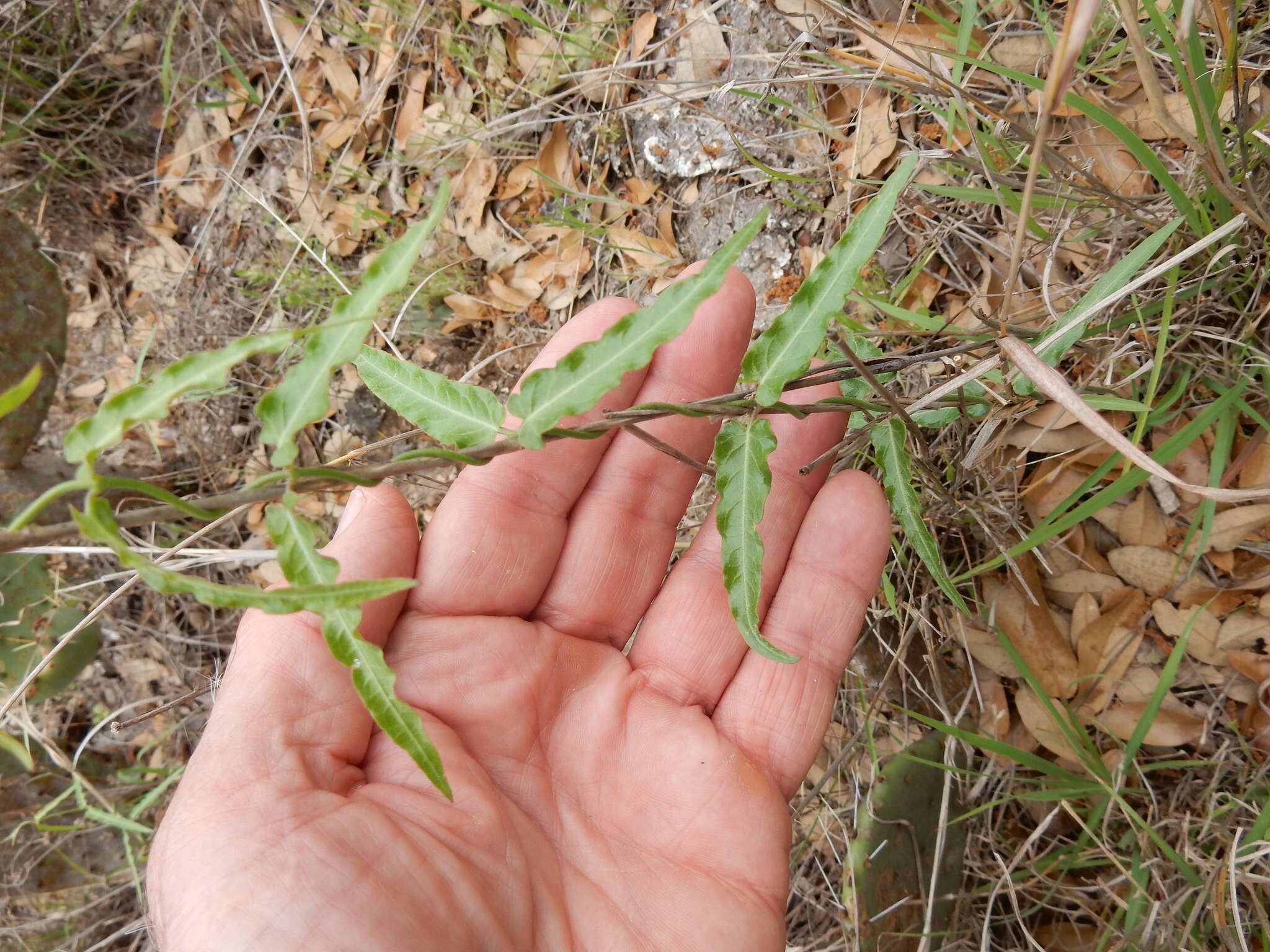 Image of wavyleaf twinevine