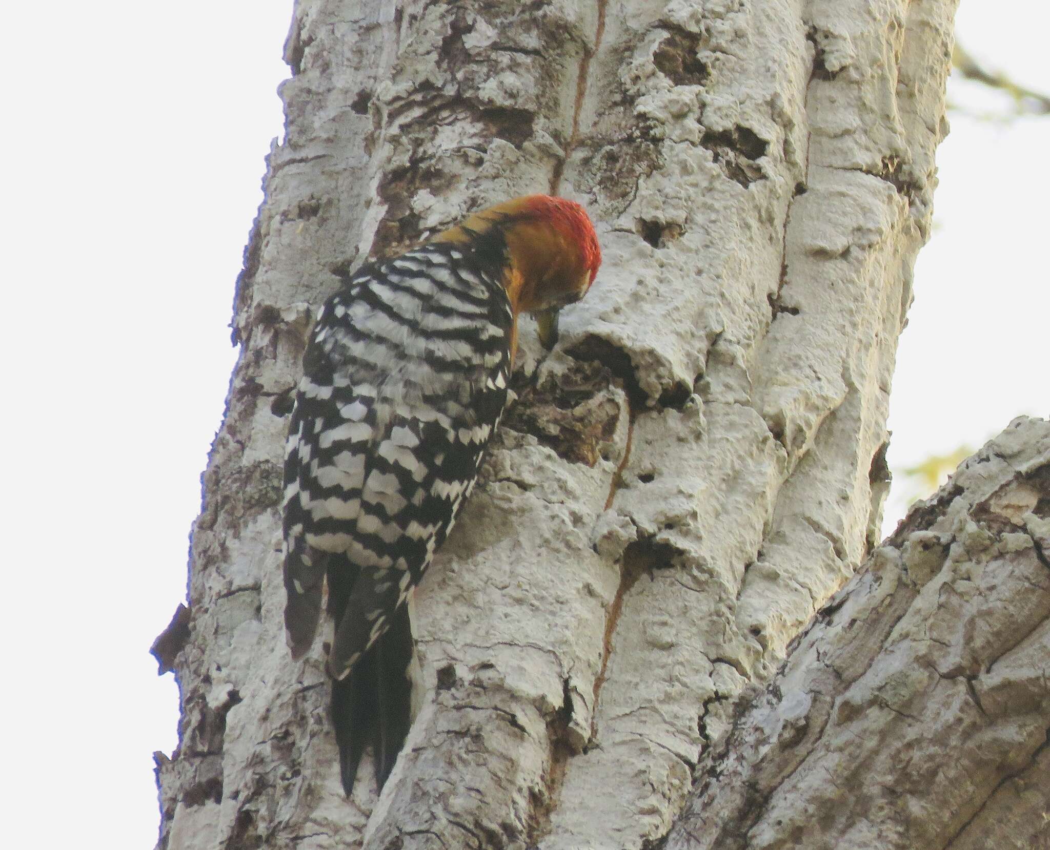 Image of Rufous-bellied Woodpecker