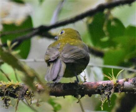 Imagem de Snowornis Prum 2001