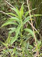 Image of Australian gypsywort