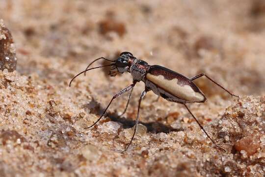 Image of White-cloaked Tiger Beetle