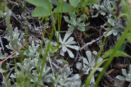 Imagem de Antennaria umbrinella Rydb.