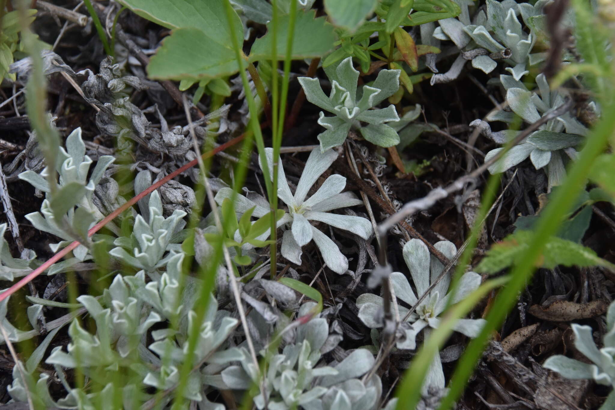 Imagem de Antennaria umbrinella Rydb.