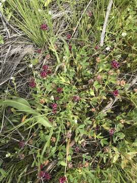 Trifolium depauperatum var. stenophyllum (Nutt.) McDermott的圖片