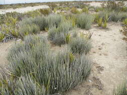 Image of candelilla