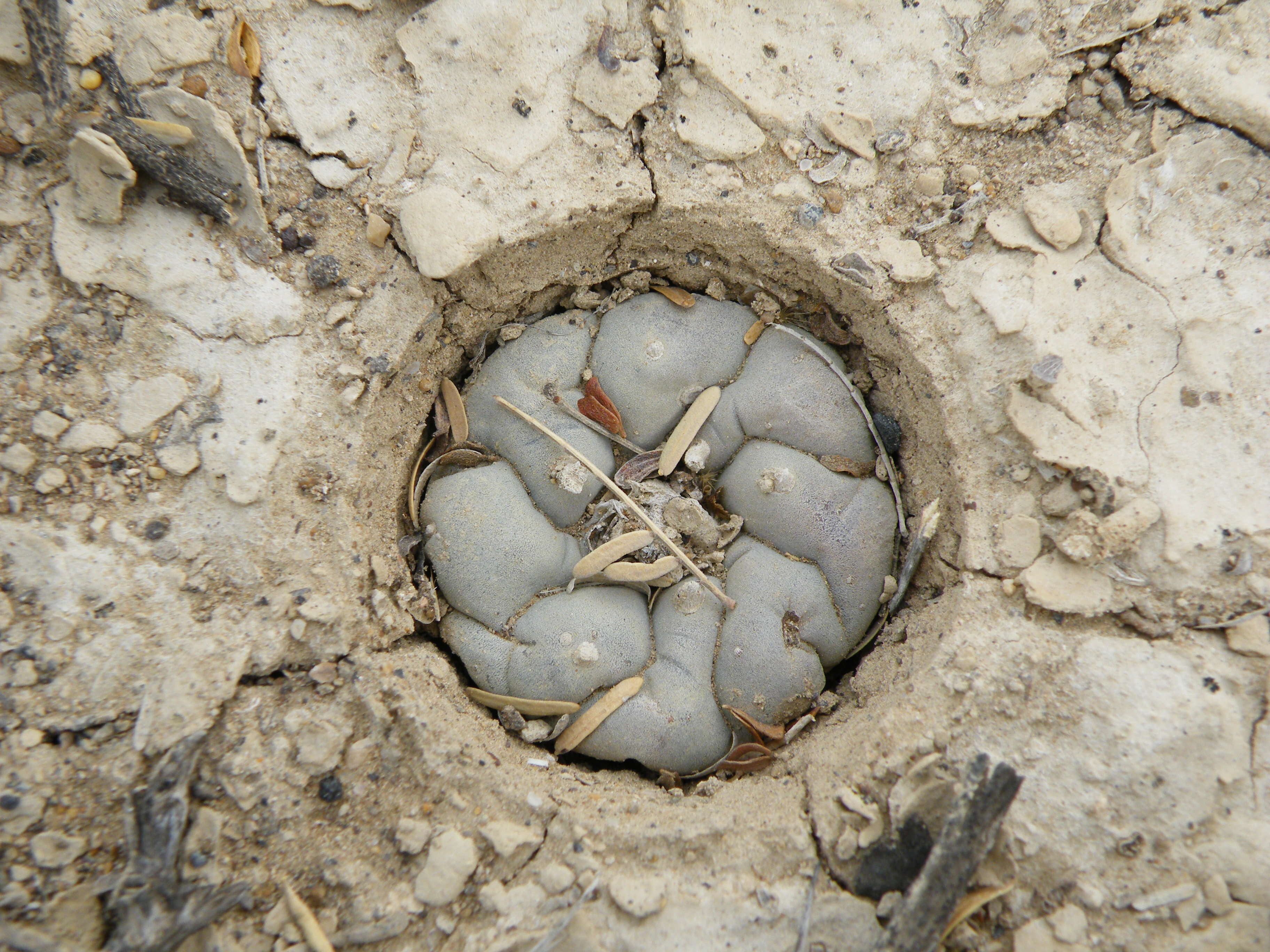 Image of peyote