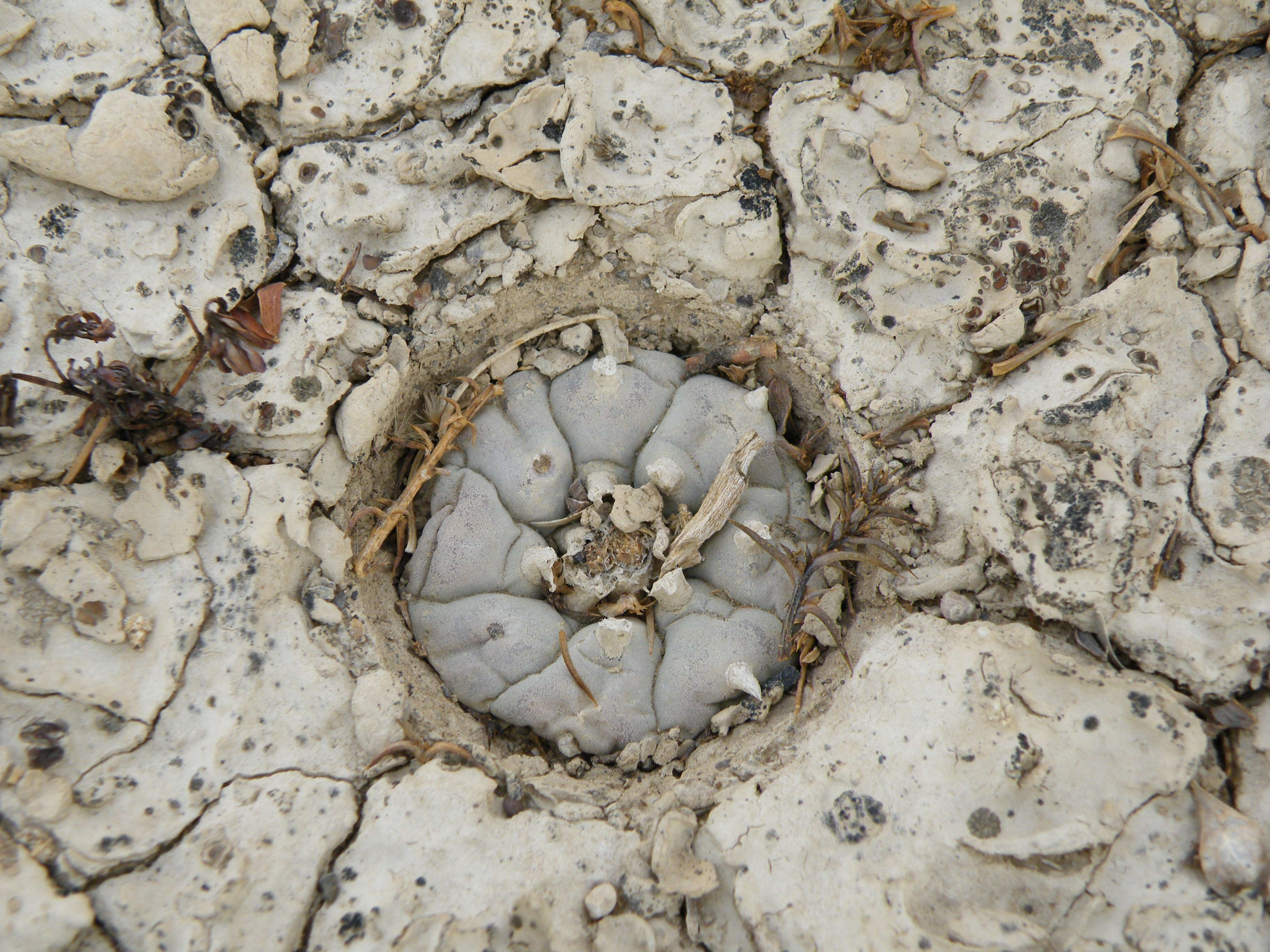 Image of peyote