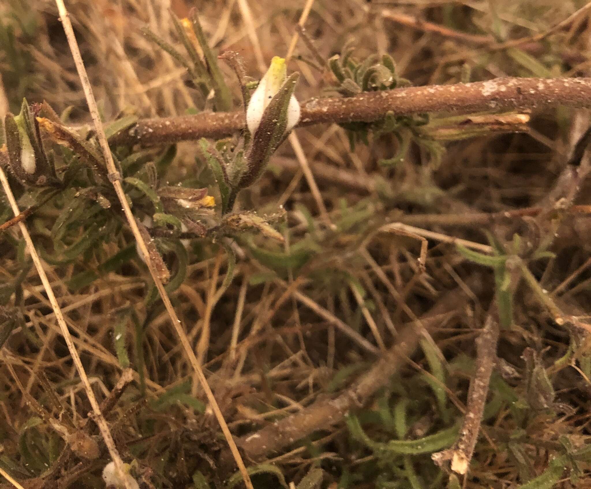 Image of hairy bird's beak