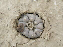 Image of peyote