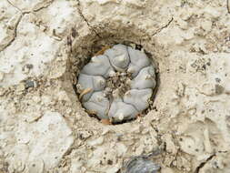 Image of peyote