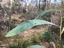 Слика од Acacia falcata Willd.