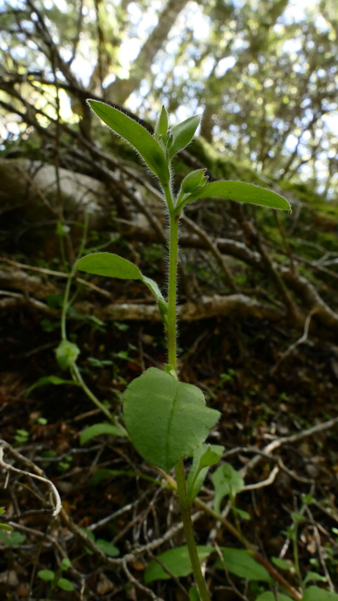 Image of Myosotis australis R. Br.