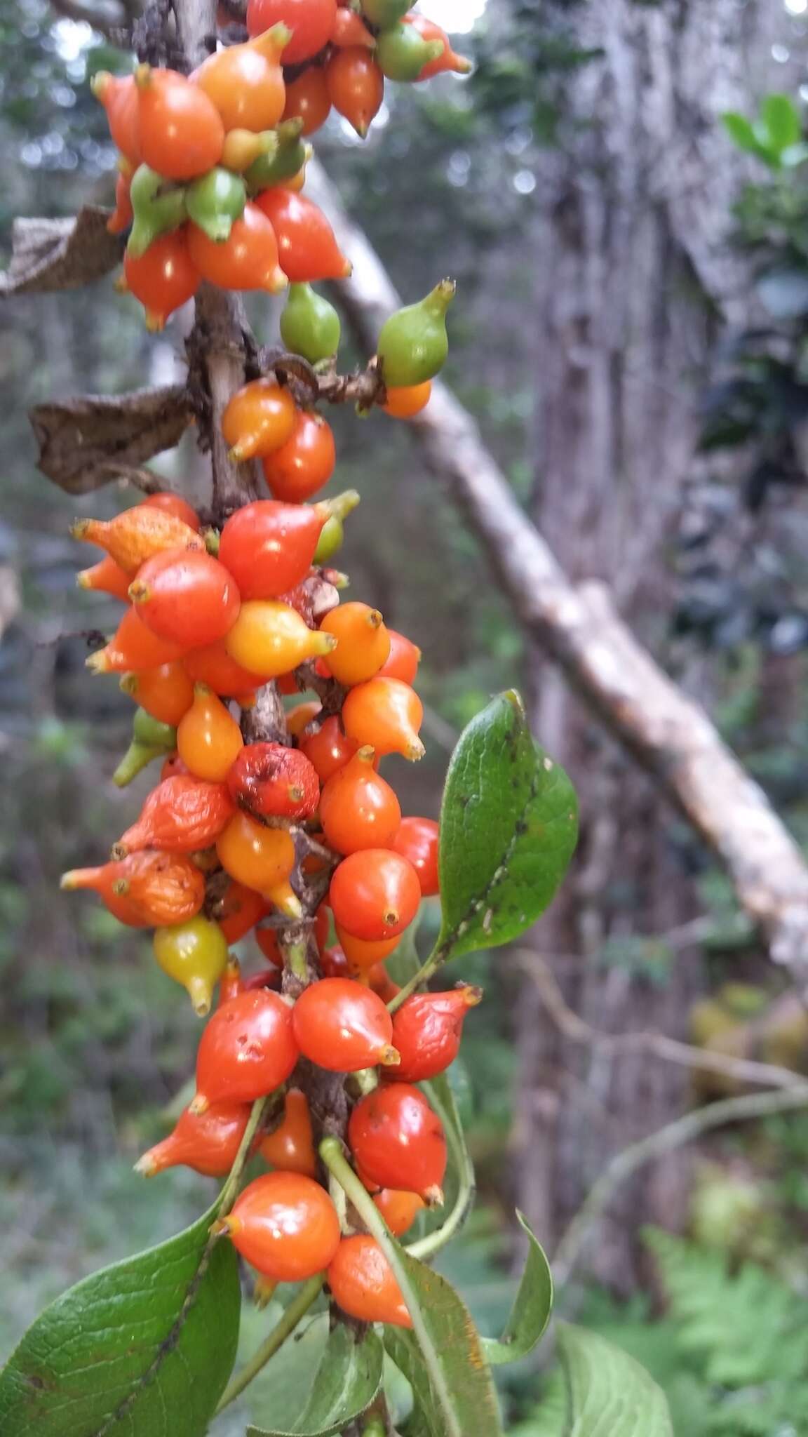 Image of woodland mirrorplant