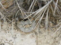 Image of peyote