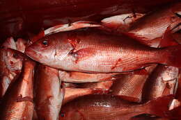 Image of Pacific red snapper