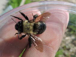 Image of Blueberry Habropoda