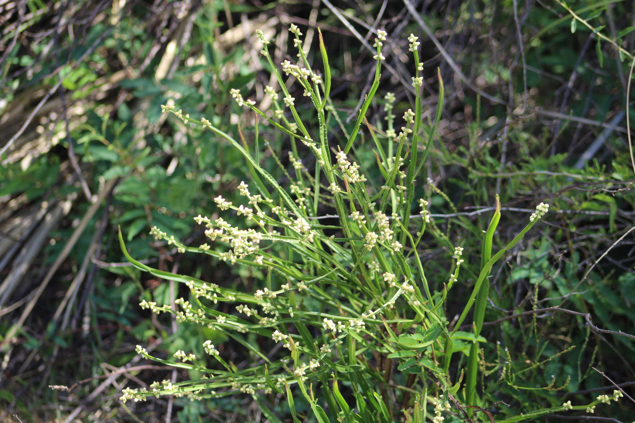 Image of Baccharis articulata (Lam.) Pers.