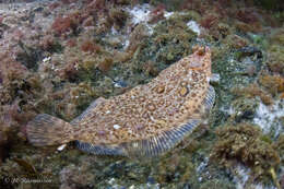 Image de Microstomus