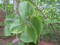 Image de Viburnum furcatum Bl. ex Hook. fil. & Thoms.