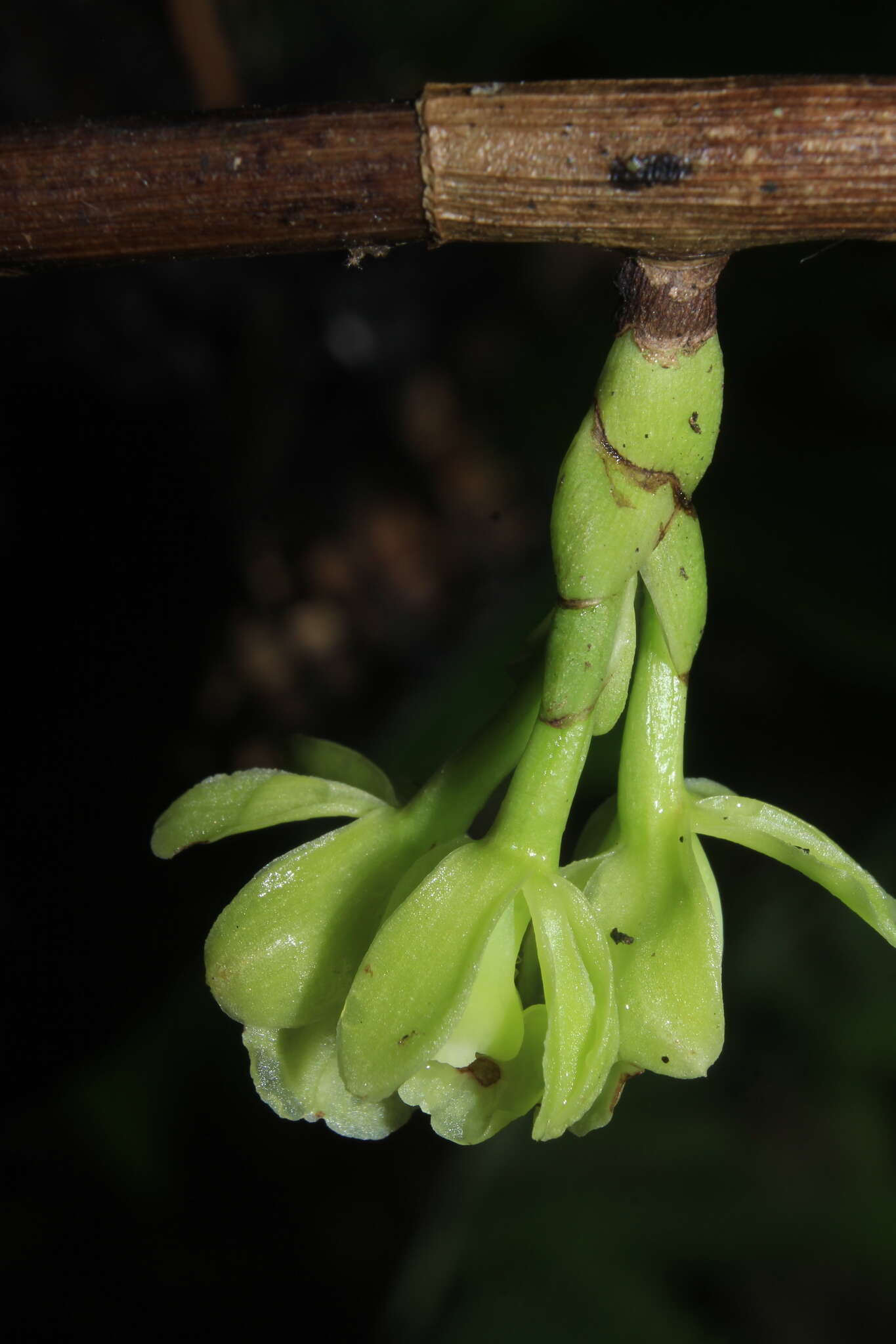 Imagem de Epidendrum aggregatum Lindl.