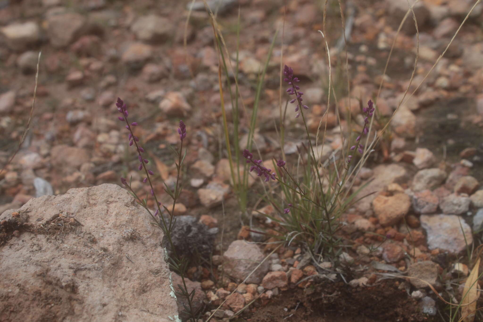 Image of tropical milkwort