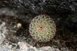 Image of Mammillaria albilanata subsp. oaxacana D. R. Hunt