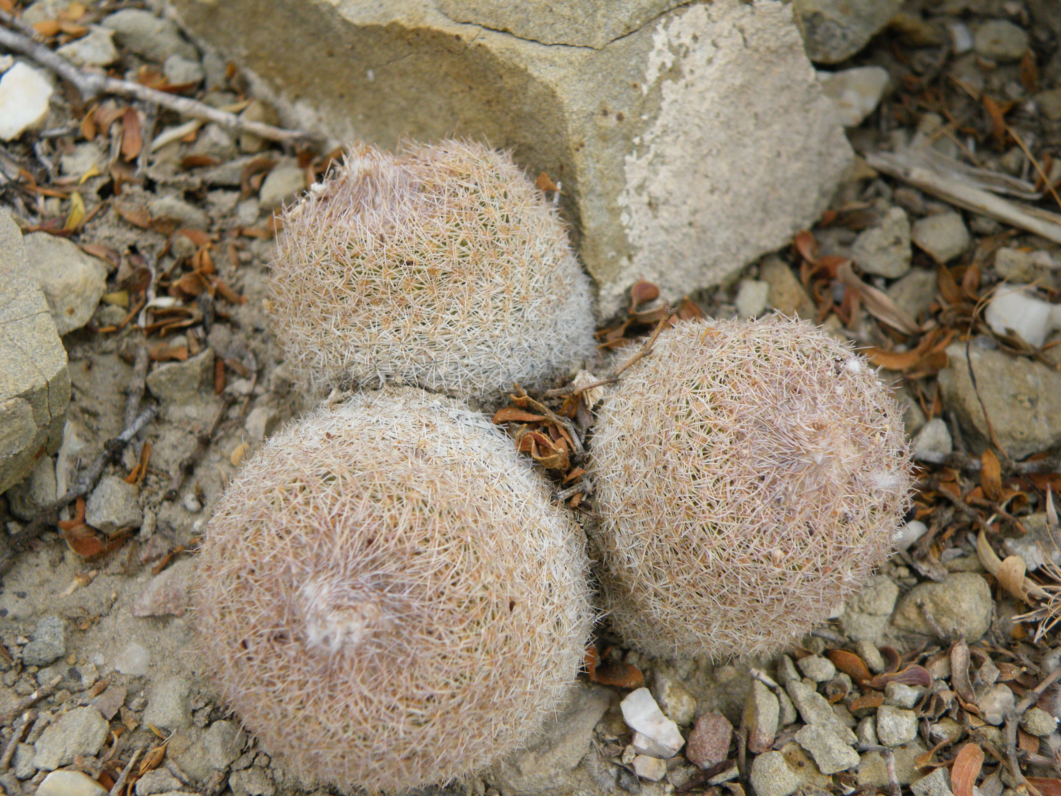 Image of Button Cactus