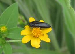 Image of Acmaeodera impluviata Mannerheim 1837