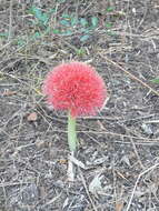 Image of blood-flower