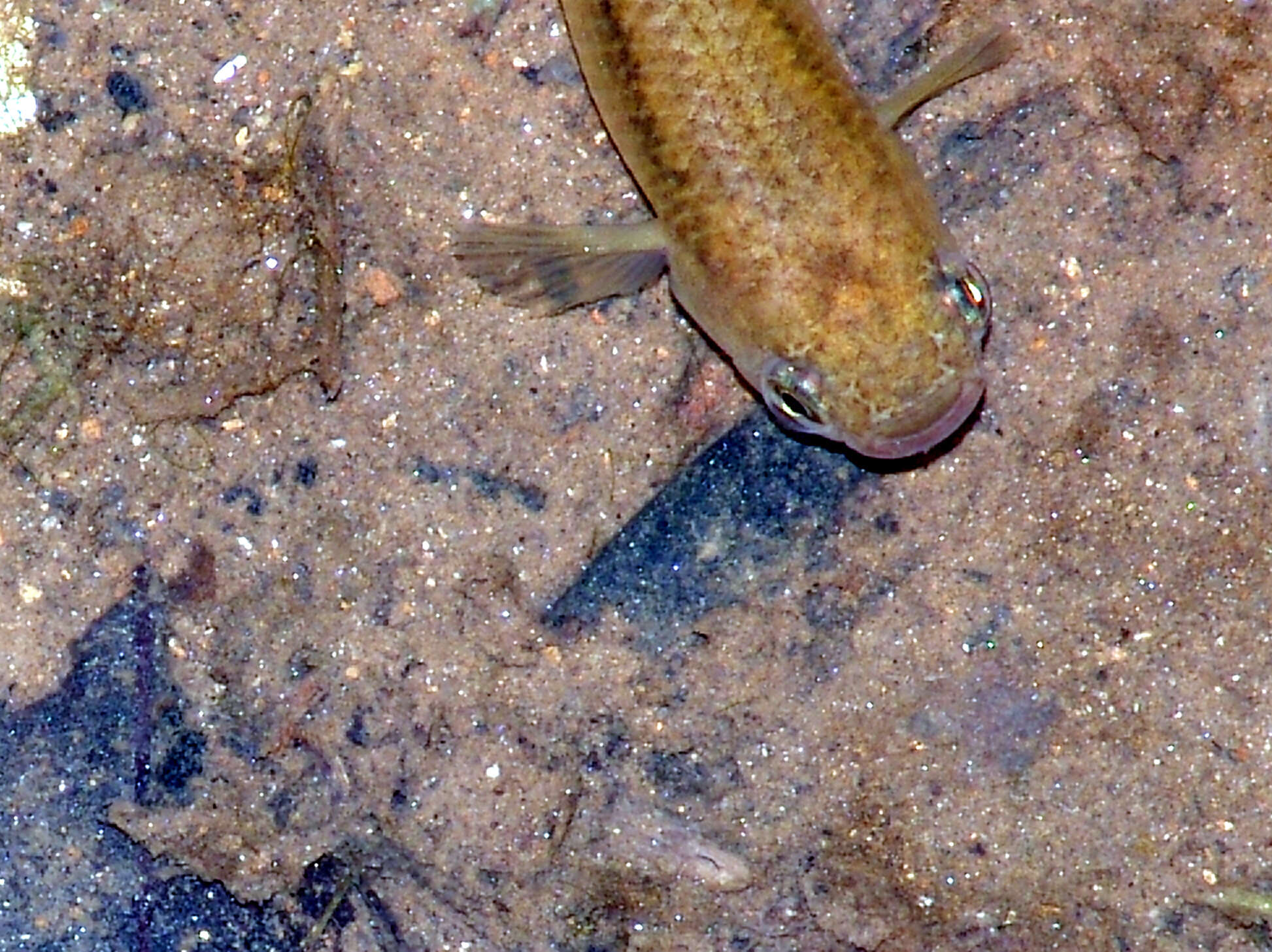 Image of Giant rivulus