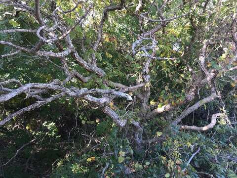 Image of hybrid oak