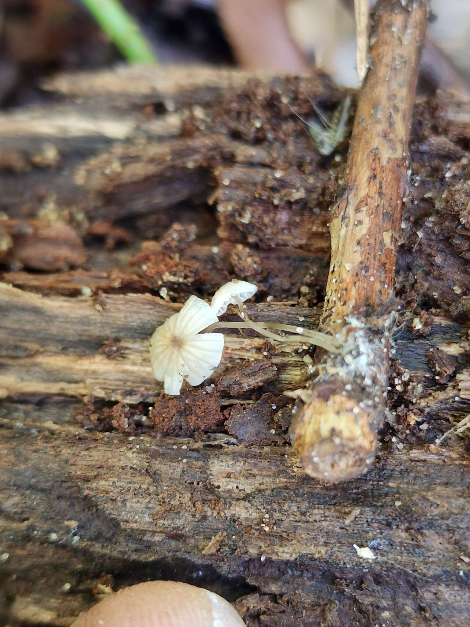 Image of Mycena mirata (Peck) Sacc. 1887