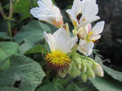 Image de Sparrmannia africana L. fil.