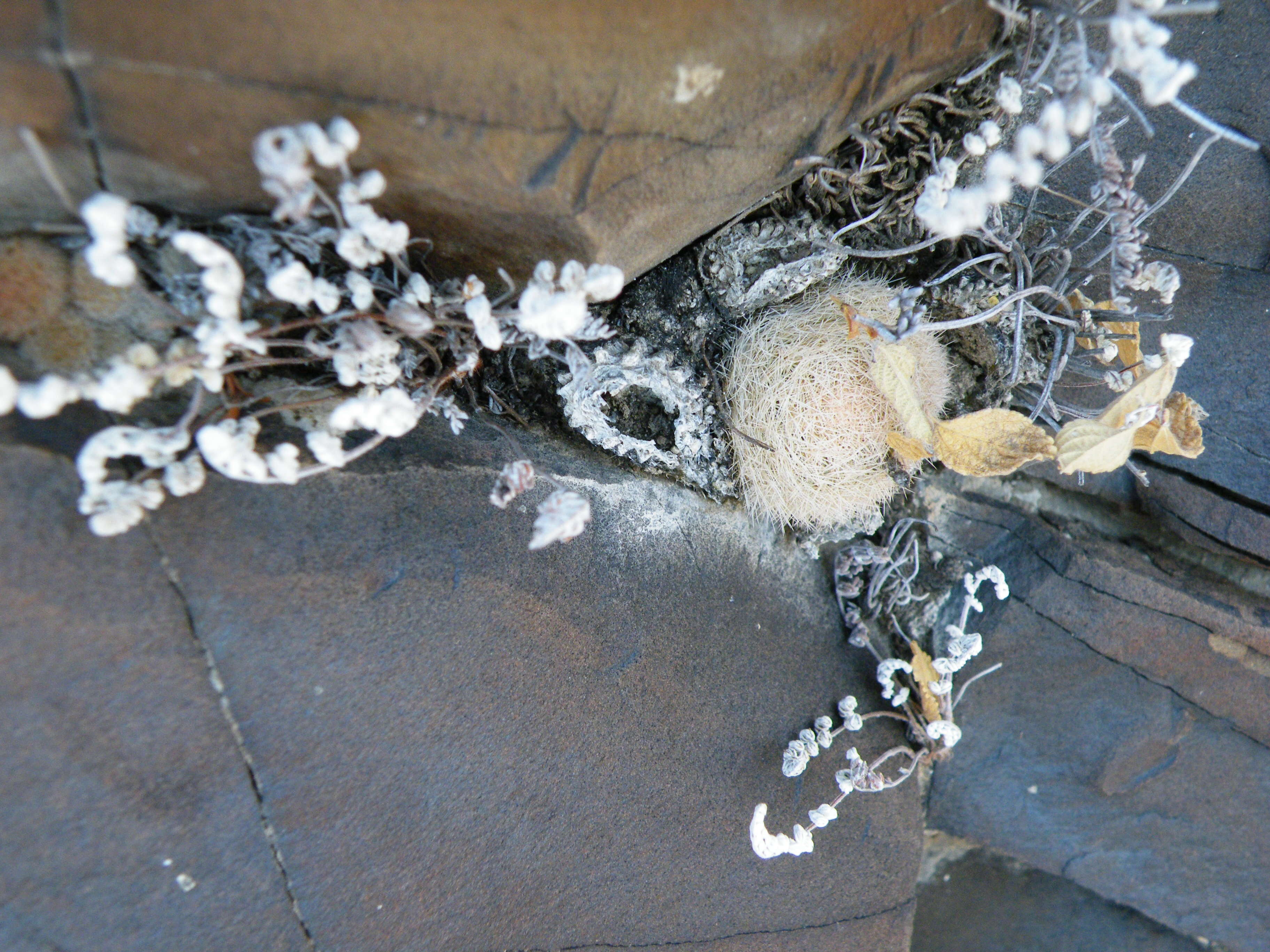 Image of Lace-spine Nipple Cactus