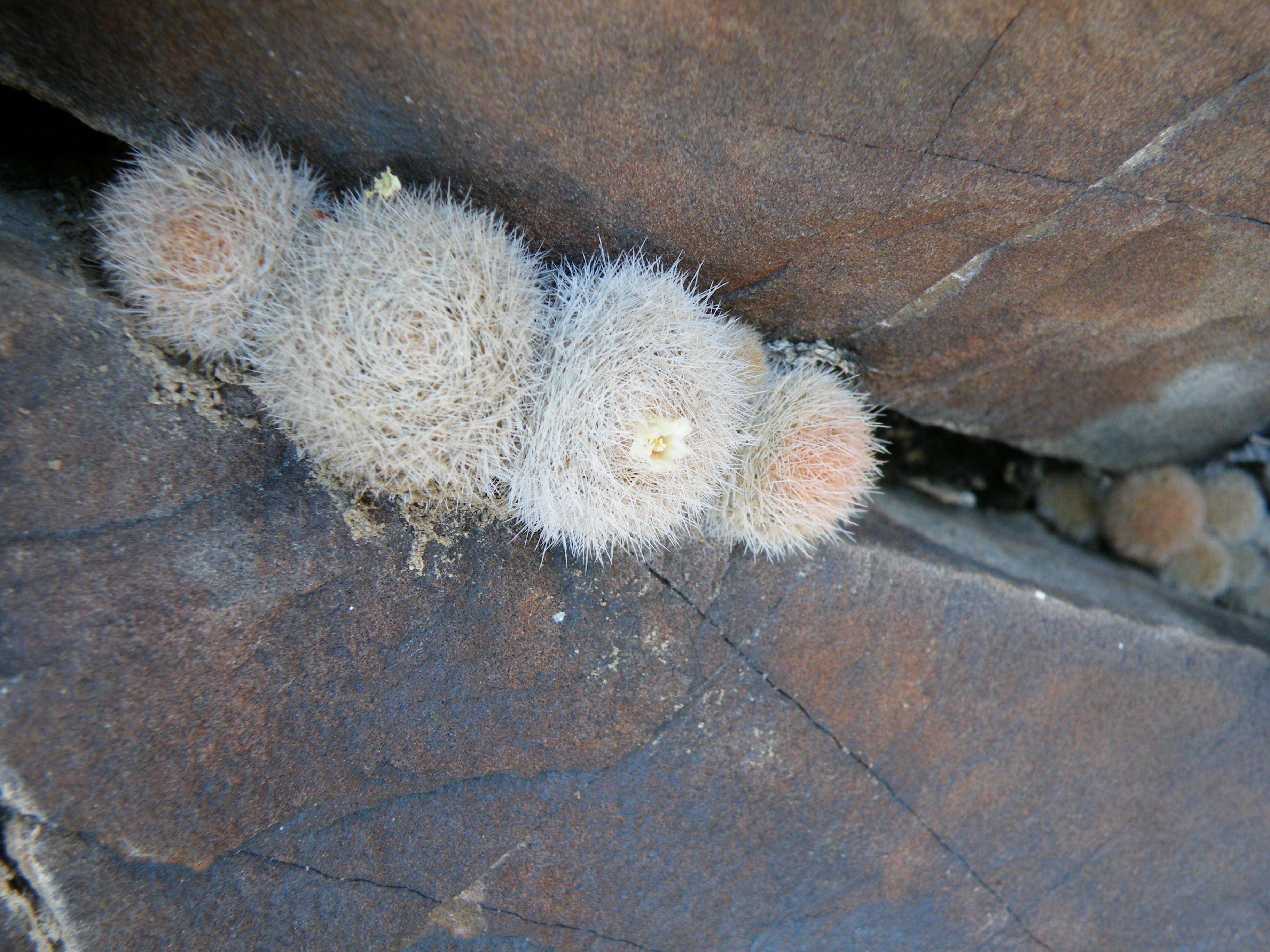 Image of Lace-spine Nipple Cactus