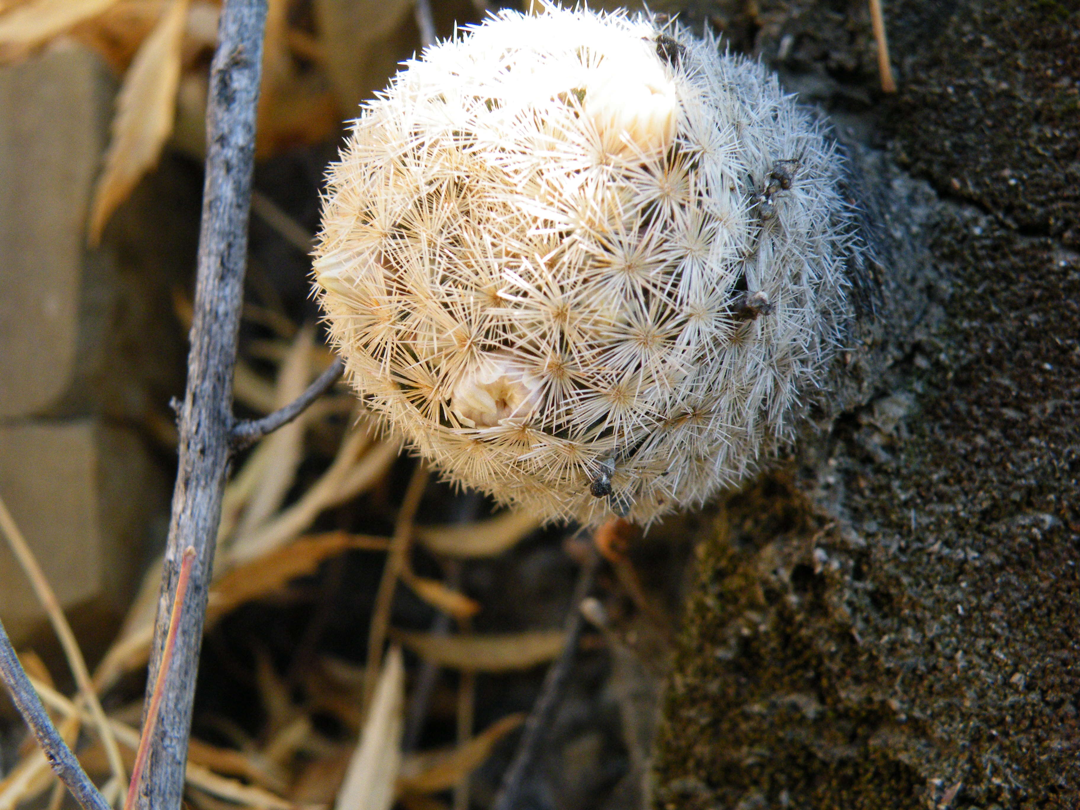 Image of Lace-spine Nipple Cactus