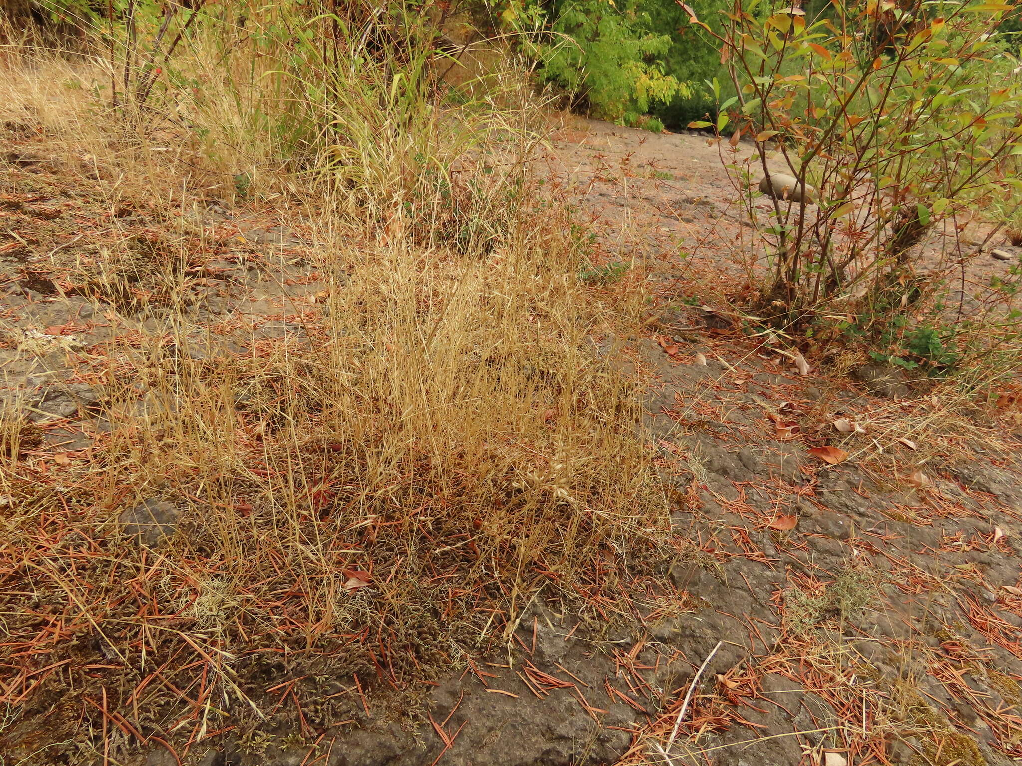 Image of annual hairgrass